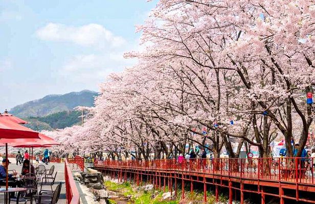 Day Trip to Nami Island with The Garden of Morning Calm