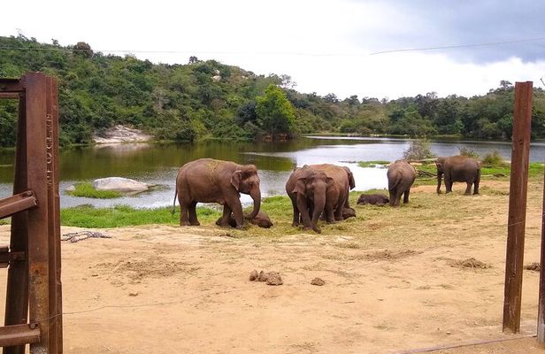 Explore Bangalore’s Wild Side – A Memorable Bannerghatta Safari!