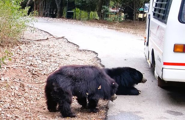 Explore Bangalore’s Wild Side – A Memorable Bannerghatta Safari!