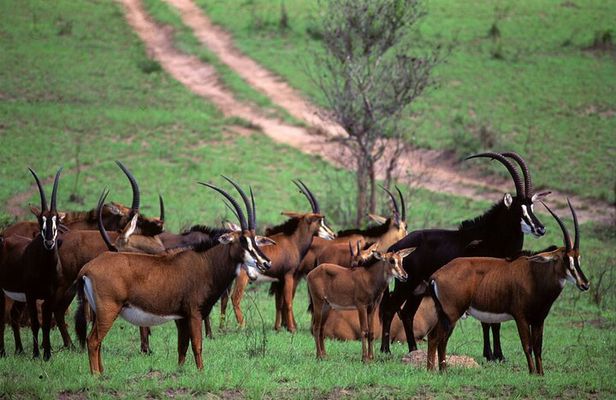 Day Tour To Shimba Hills Park from Mombasa