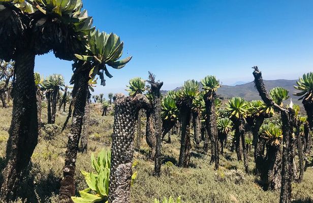 4 Days Mt Elgon Hike Via Bushiyi Trail