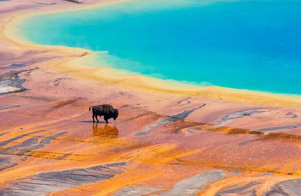 Mercedes Van VIP Tour of Yellowstone with a Wildlife Biologist