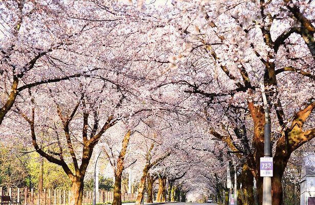 Mount Seorak and Nami Island One Day Tour from Seoul