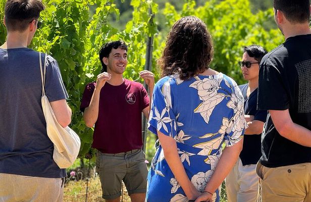 Guided Tour of the Cellars with Wine Tasting and Lunch