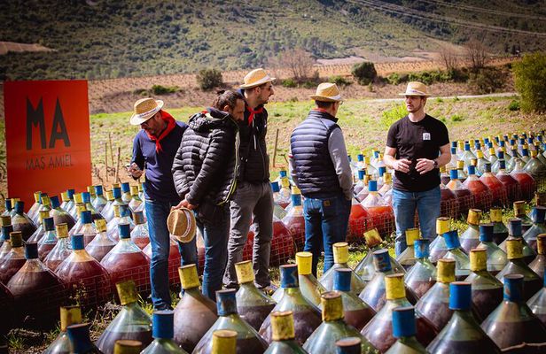 Wine Tour in Roussillon: Picnic & Tasting Day 