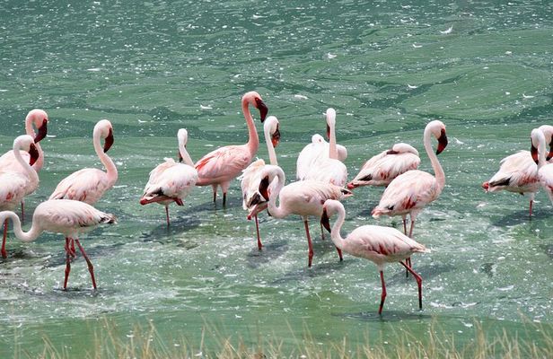 4-Days Group Camping Safari : Tarangire, Ngorongoro & Serengeti