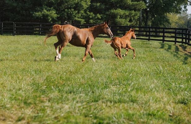  Woodford Reserve, Kismet Thoroughbred Farm & Whiskey Thief