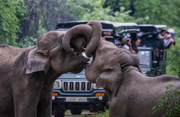 Udawalawe Jeep Safari from Bentota Aluthgama Berawula Area