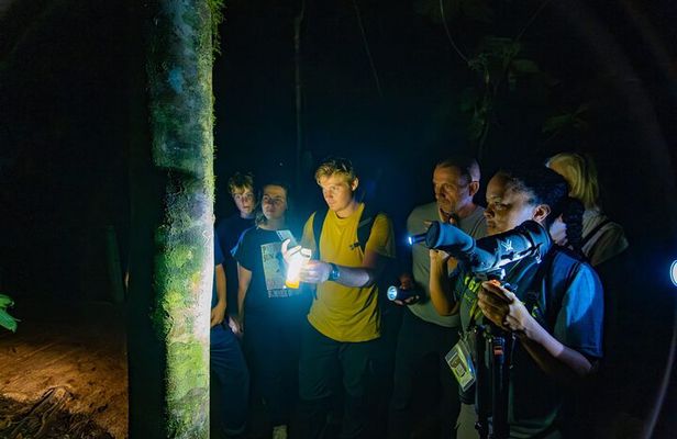 Night Walk: A Journey into the Forest's Nightlife