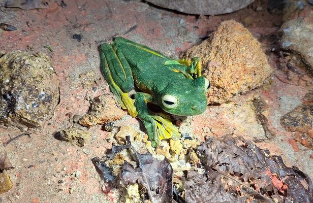 Kubah's Nocturnal Wonders Nighttime Frog Safari