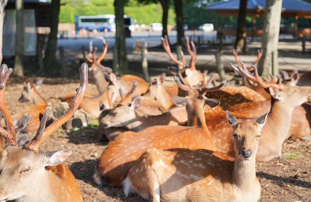 Nara Early Bird Tour (Osaka Departure Option)