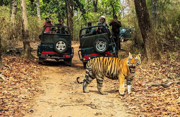 Chitwan Jungle Safari 3-Day Tour