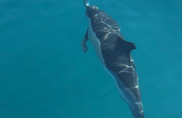 Private tour Catamaran Benalmádena: Dolphins, Cava & Fishing