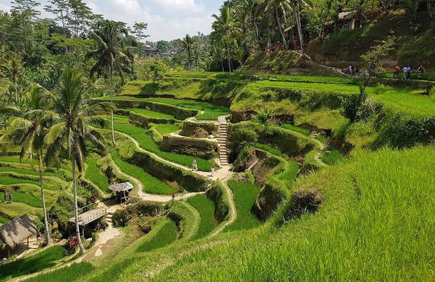 Ubud Puripication Temple, Rice Terrace, Waterfall & Monkey forest