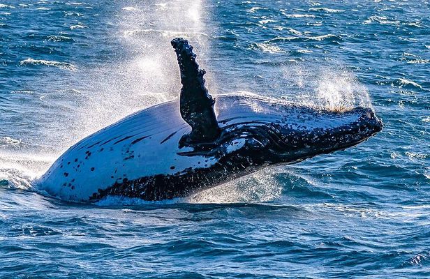 Customized 8 Days Madagascar Trip for Whale Watching