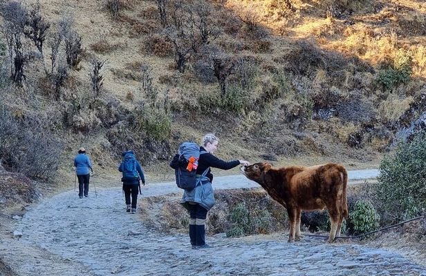 Mystic Darjeeling to Tonglu Day Trek