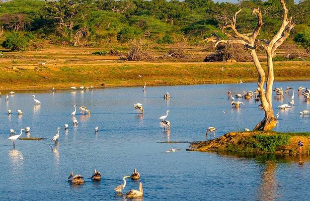 Bundala National Park All Inclusive Safari Tour from Hambantota