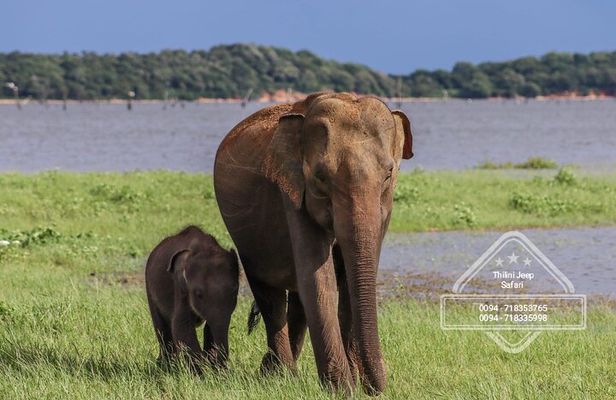 Private Elephant Safari Tour at Hurulu Eco Park