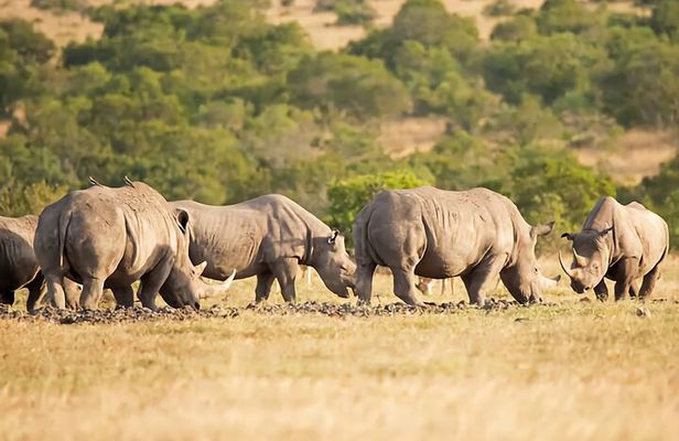 5 Days Private Luxury Safari in Tanzania