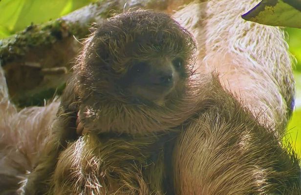 Private Rainforest Day Tour: Sloths, Waterfall, Bridges & Coffee