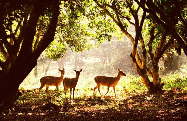 CUC Phuong National Park One Day Small Group