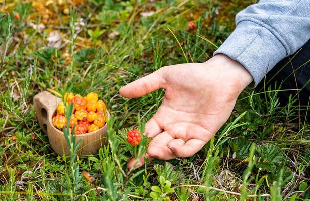 Berries Mushrooms and Soup Shared Experience in Rovaniemi