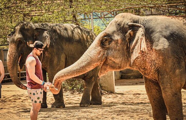 From Delhi: Taj Mahal Sunrise Tour with Elephant SOS Centre