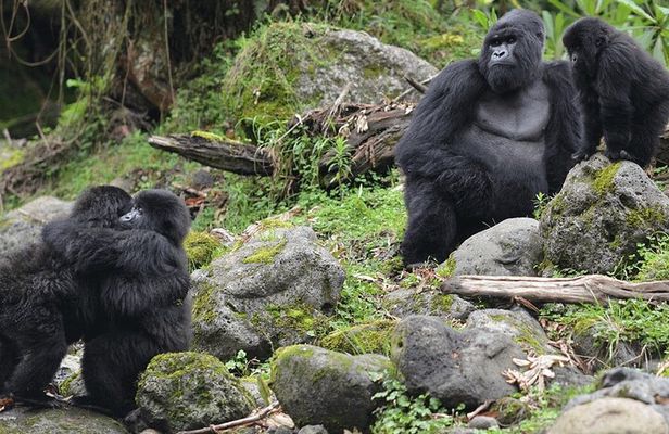 2 Days 1 Night Gorilla Trek,Cultural Village and Kigali City Tour