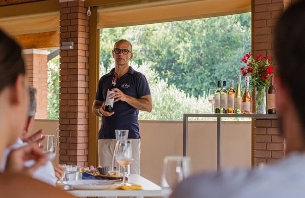 Bardolino: vineyard tour, wine, oil and food tasting
