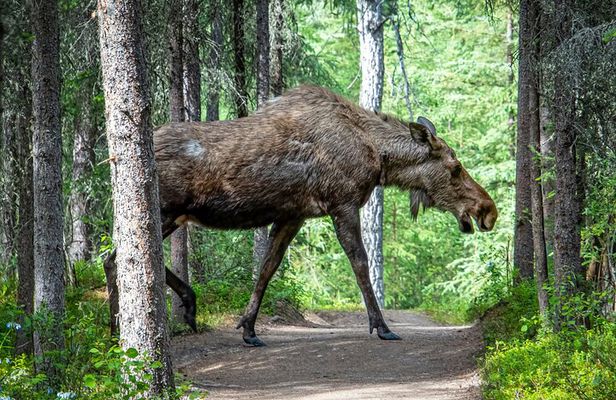 From Helsinki: Wildlife Safari with Campfire Dinner