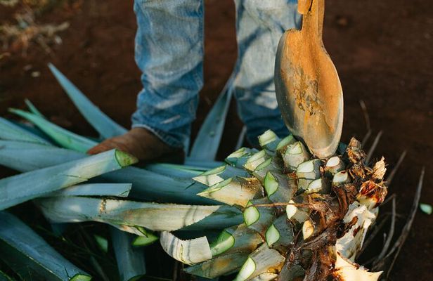From Puebla : Mezcal Tour + Atlixco Tour Private Tour