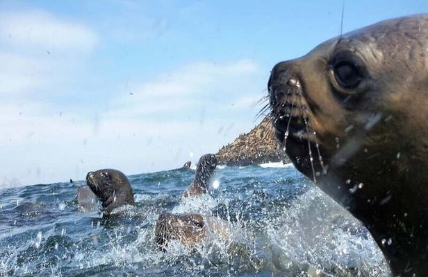 Swimming with Sea Lions on Palomino Island in Lima with Tickets