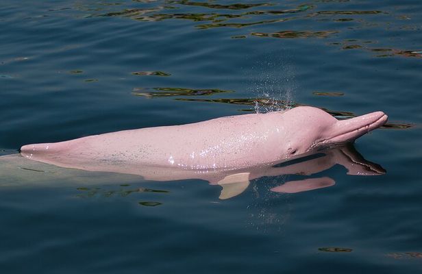 Dolphin Watching Tan and Pig Island Tour from Koh Samui