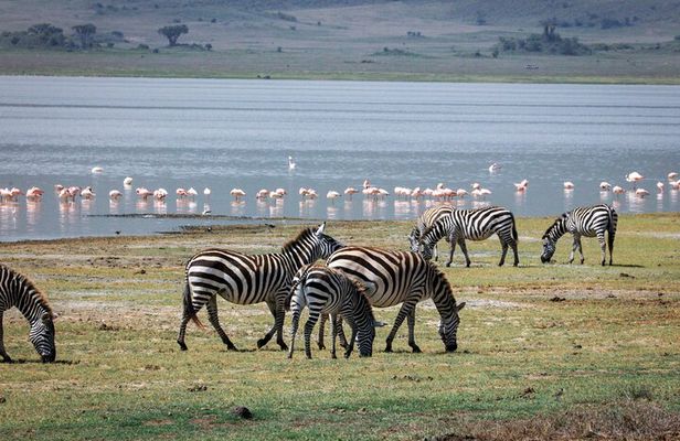 5 Days Safari Tarangire, Serengeti, Ngorongoro & Lake Manyara
