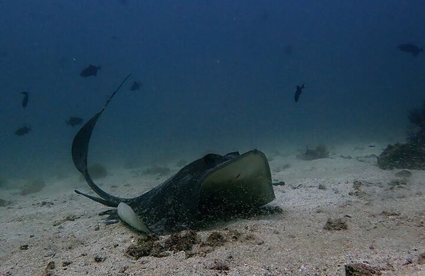 Scuba Diving Adventure in Musandam, Oman