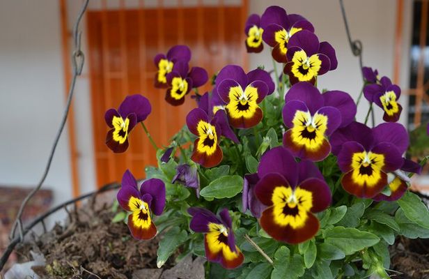Flower Farm & Silletas Tour in Santa Elena Medellin