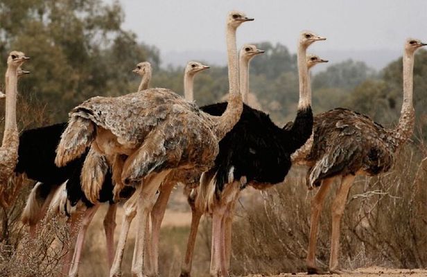 Souss Massa National Park Tour