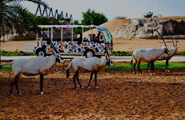 Dubai Safari Park Visit with Hotel Pickup and Drop-off