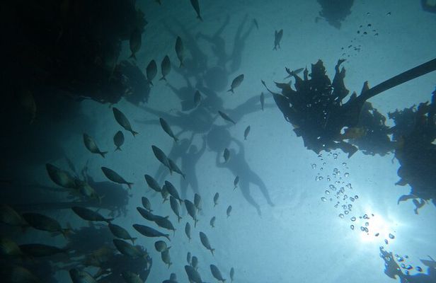 Private Guided Snorkeling the African Sea Forest(Incl. GoPro Rec)