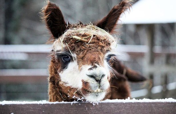 HELSINKI: the Only Alpaca Farm Tour with Guided Walk (VIP)