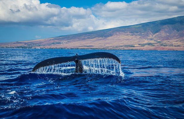 Private Guided Whale Watching Activity in Cape Town