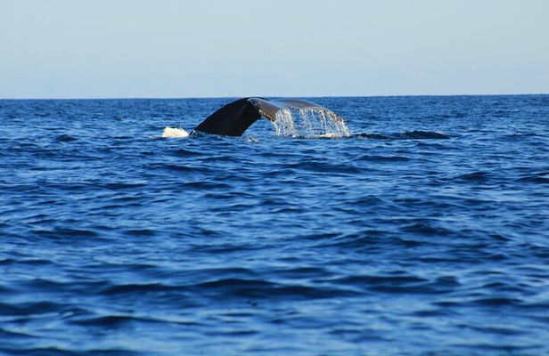 Private Whale Watching Tour Adventure