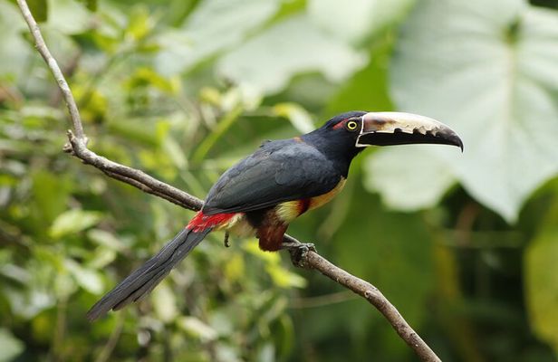 Anura Eco-tour guided by a biologist