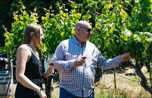 Napa and Sonoma Wine Country Full-Day Tour from San Francisco