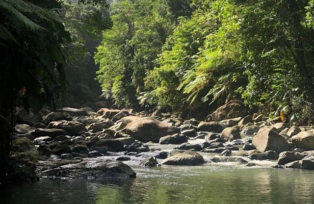 The Best Rainforest Experience in Puerto Rico