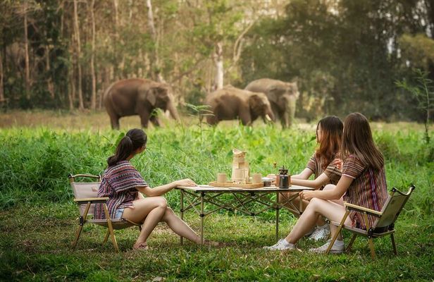 Elephant Sanctuary with Thai Cooking Experience in Chiang Mai