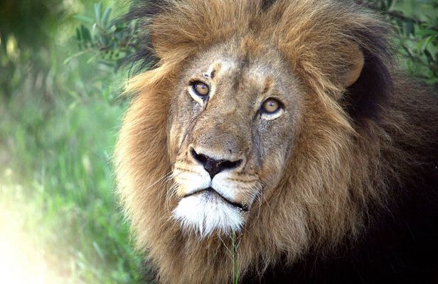 Addo Elephant National Park Private Tour
