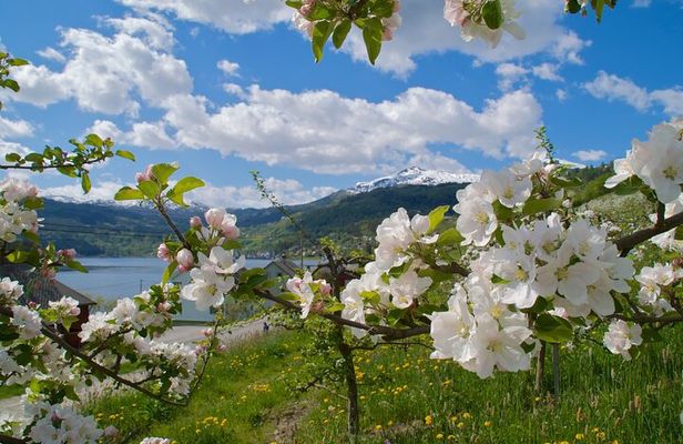 Scenic Hardanger -Fjord, waterfalls, orchards - Bus tour