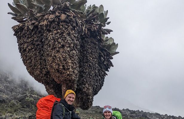 8 Days Mount Kilimanjaro Trek Via Lemosho
