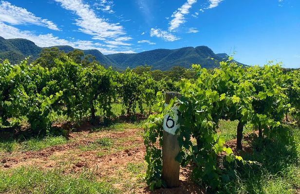 PRIVATE Hunter Valley Premium Wine Tasting Tour (10 hrs)
